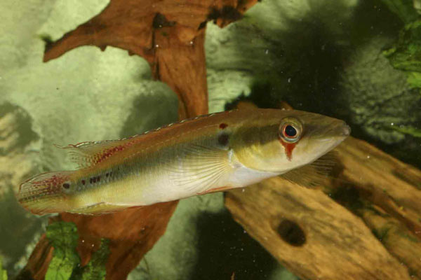Crenicichla sp.Inirida III