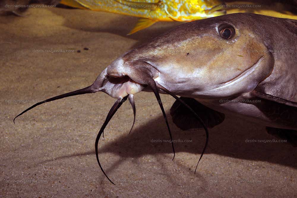 Auchenoglanis occidentalis