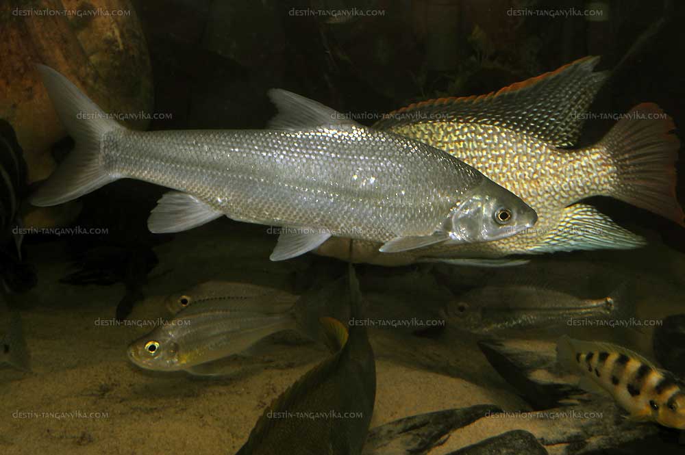 Acapoeta tanganicae