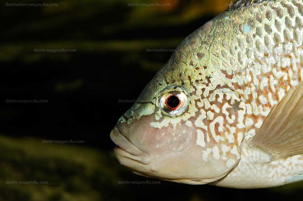 Oreochromis tanganicae
