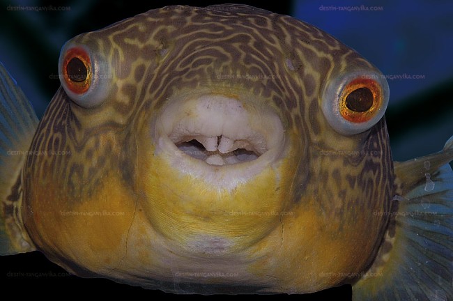 Tetraodon mbu