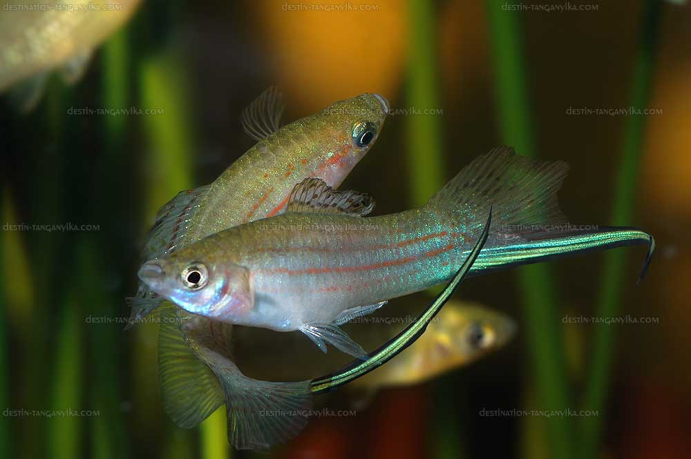 Xiphophorus mayae