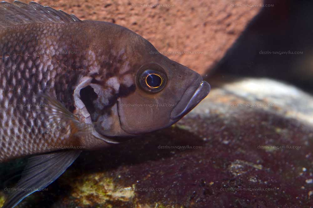 Neolamprologus savoryi