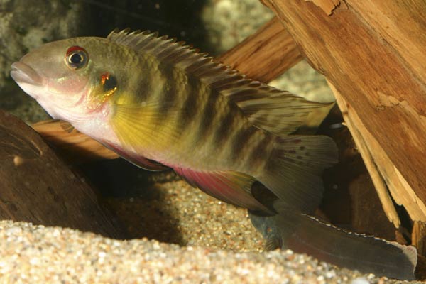Pelvicachromis humilis Dinkaya