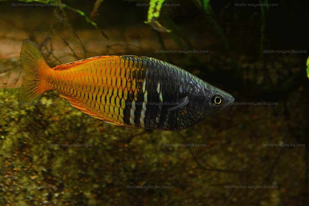 Melanotaenia Boesmani