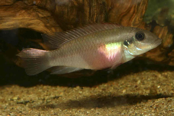 Pelvicachromis humilis Dinkaya