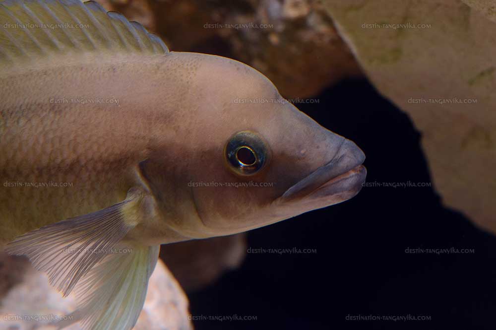 Neolamprologus longicaudatus