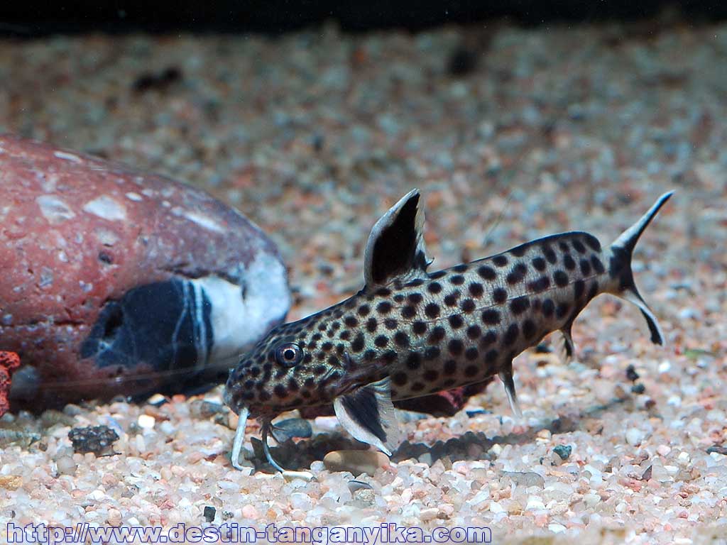Synodontis lucipinnis