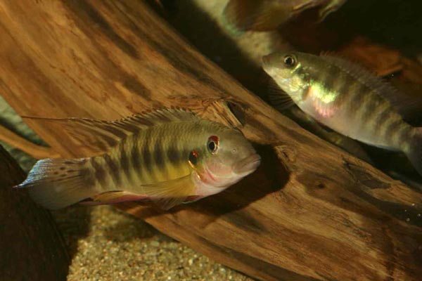 Pelvicachromis humilis Dinkaya