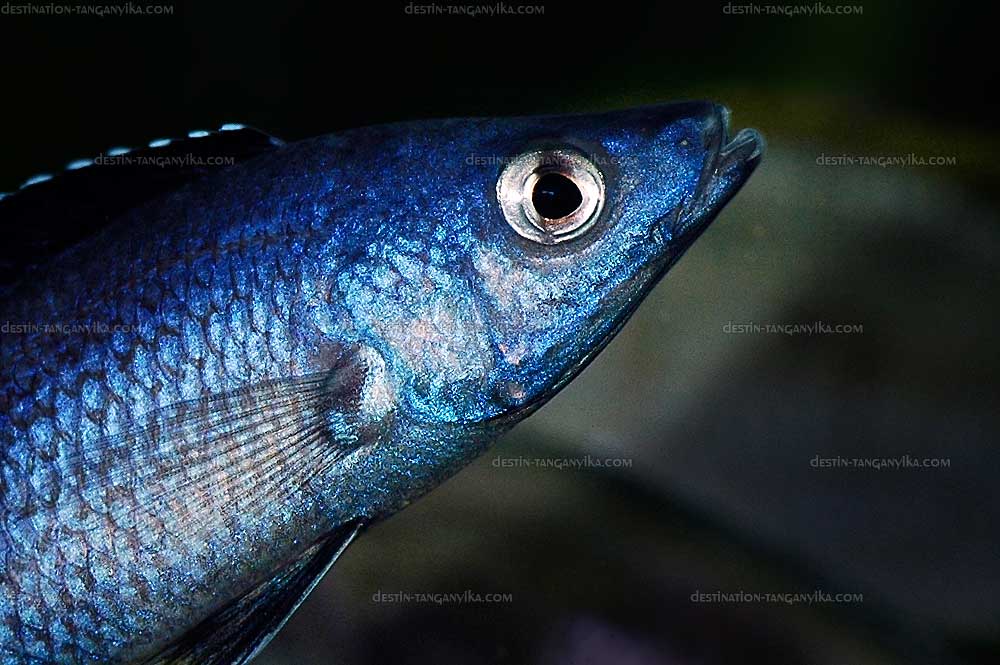 Cyprichromis sp. jumbo