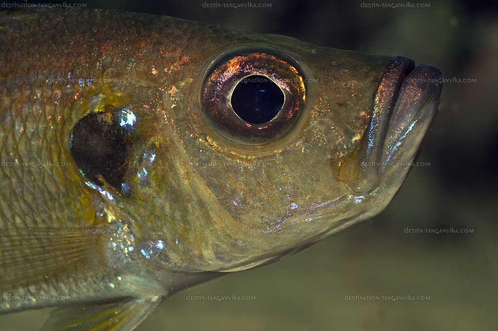 Greenwoodochromis belcrossi