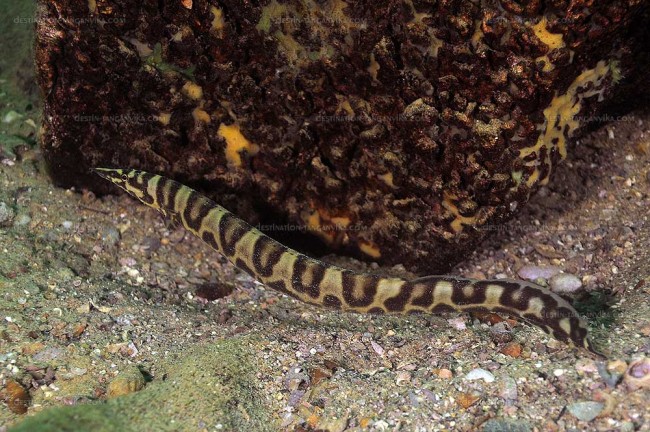 Mastacembelus ellipsifer