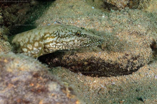 Mastacembelus moorii