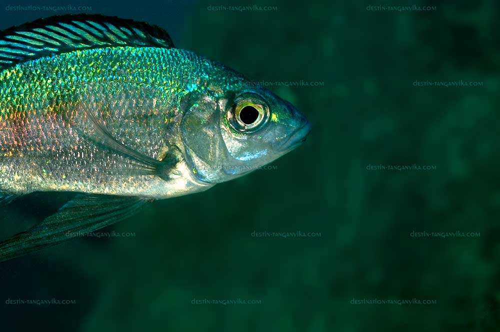 Cyathopharynx foae