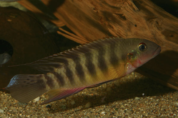 Pelvicachromis humilis Dinkaya