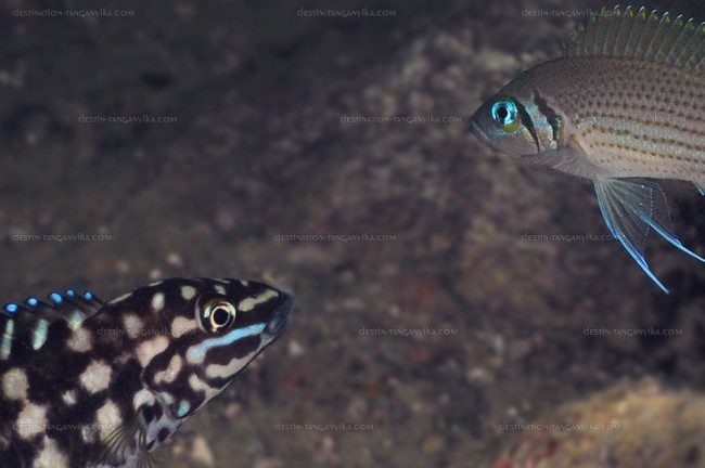 Julidochromis marlieri et Neolamprologus pulcher