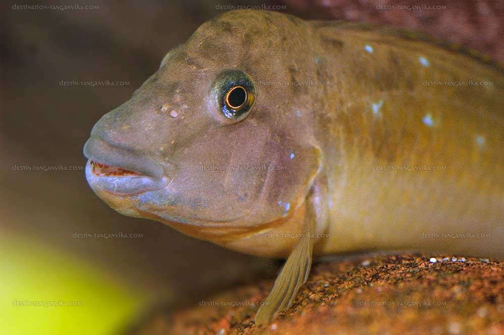 Spathodus marlieri