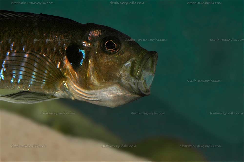 Triglachromis otostigma