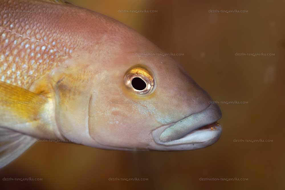Neolamprologus cunningtoni