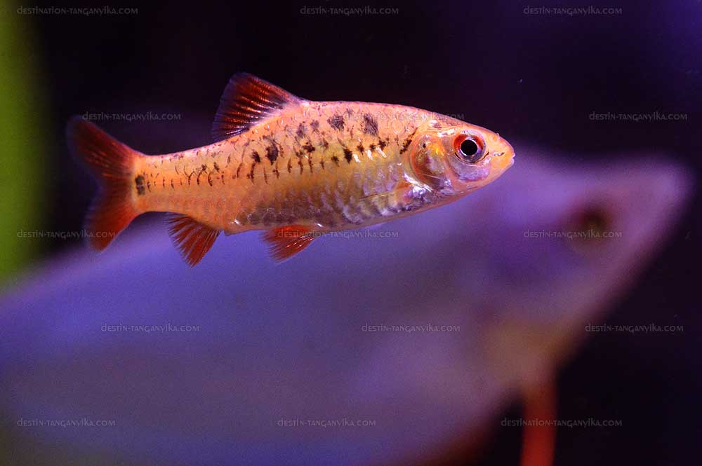 Puntius semifasciolatus