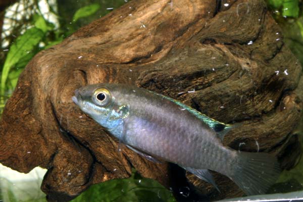 Pelvicachromis sp. Blue fine