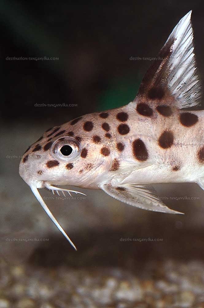Synodontis grandiops