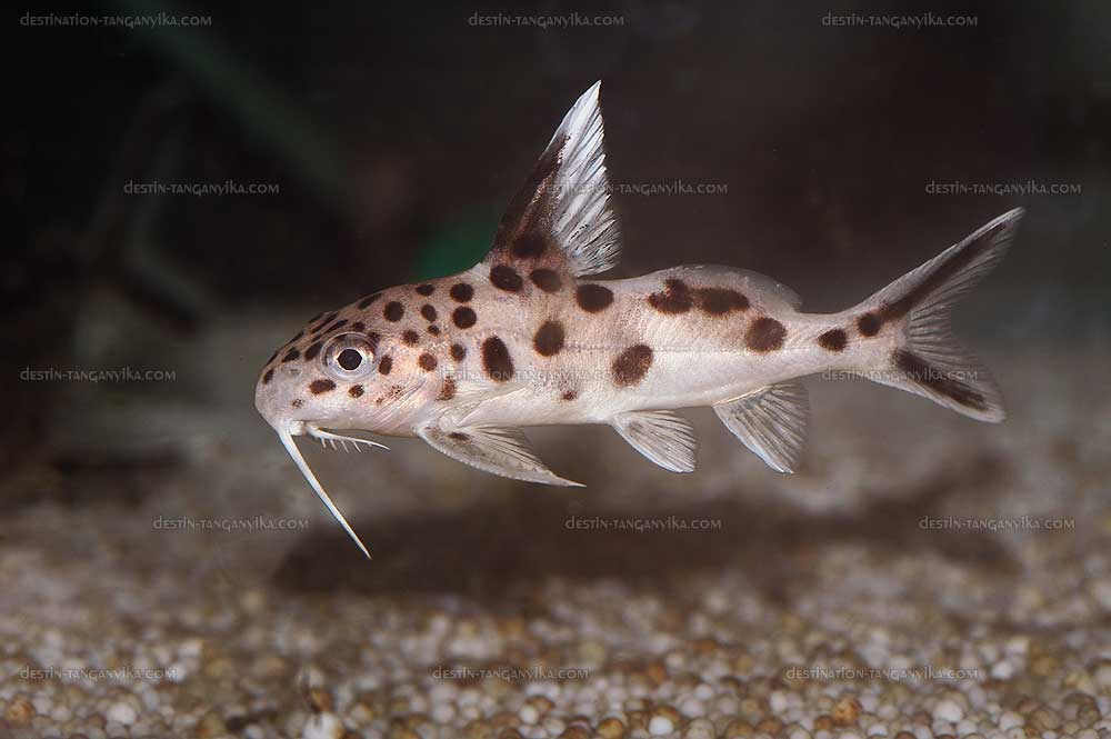 Synodontis grandiops