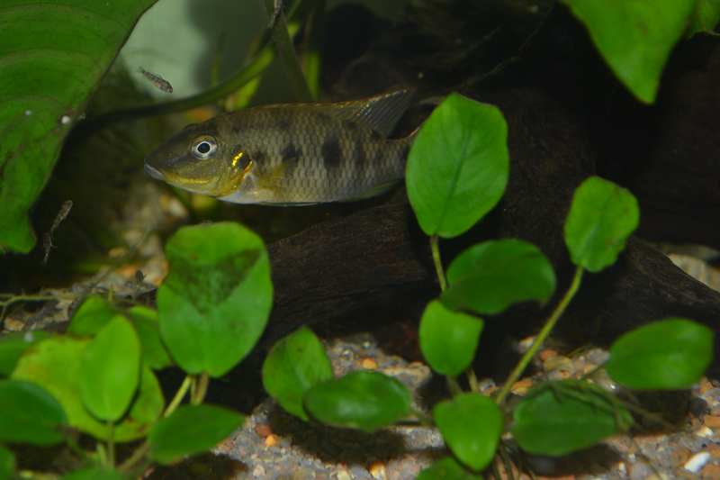 chromido1.jpg