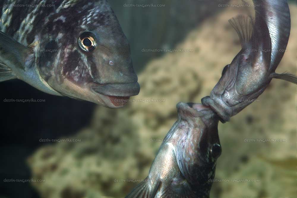 Petrochromis aff. polyodon "giant" &amp; P. sp. texas longola