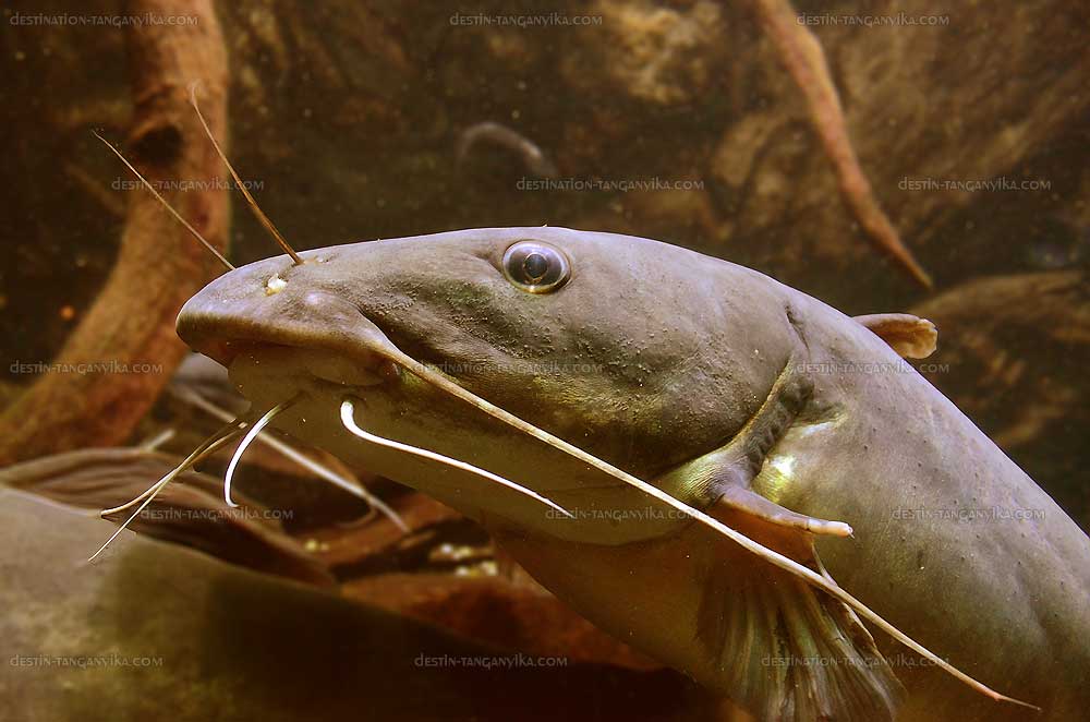 Chrysichthys