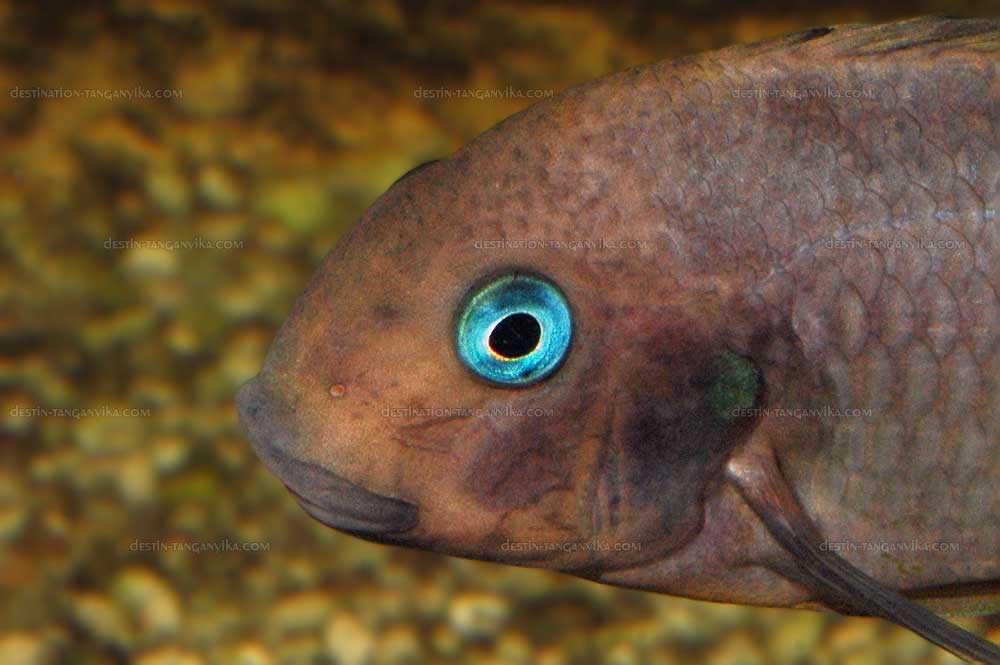 Tropheus annecetens