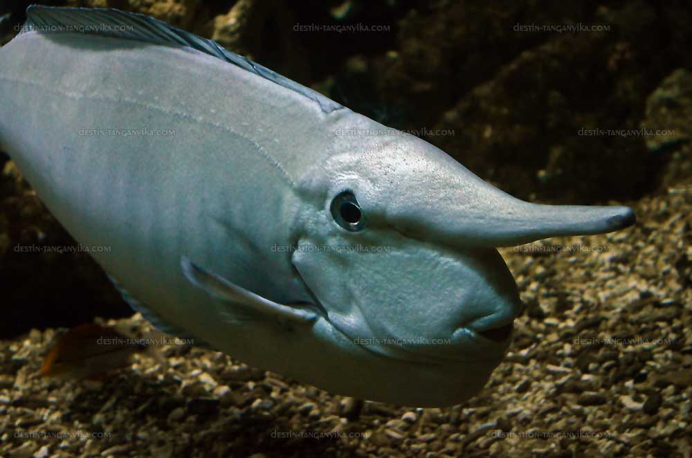 Naso annulatus