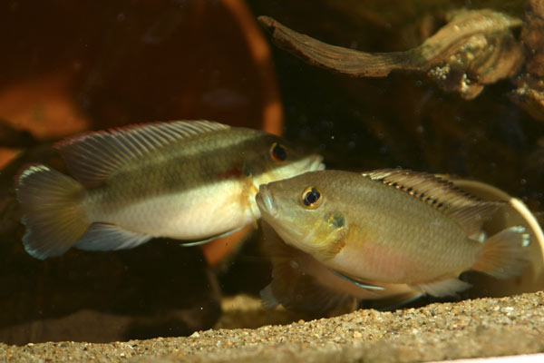 Chromidotilapia-guntheri-gu.jpg