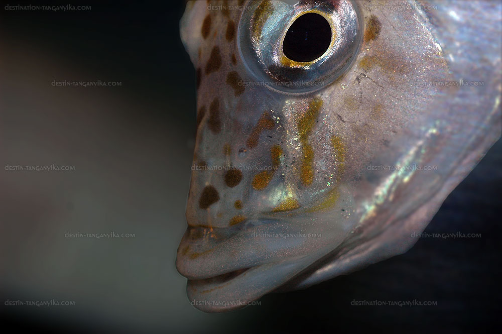 Ctenochromis horei