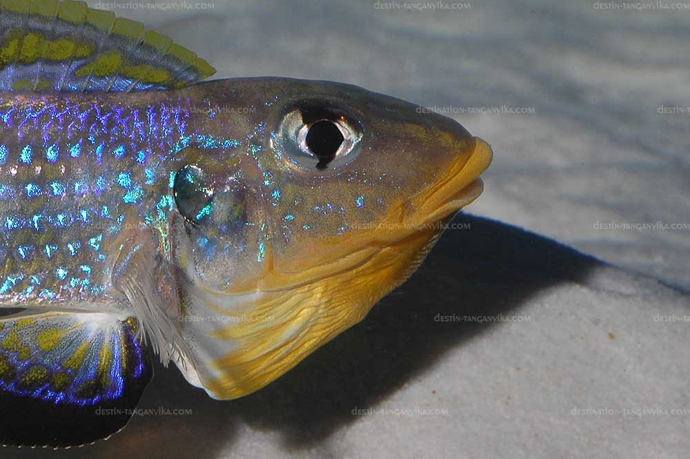 Enantiopus (Xenotilapia) sp. Kilesa