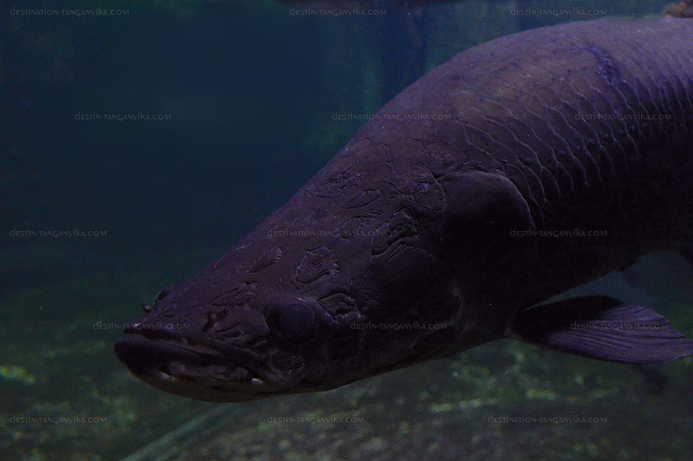 Arapaima gigas