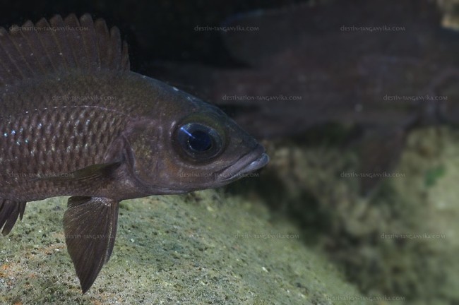 Paleolamprologus toae