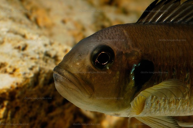 Triglachromis otostigma