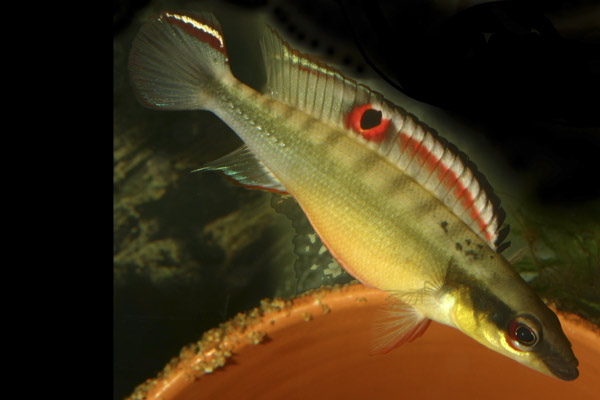 Crenicichla sp. Orinoco