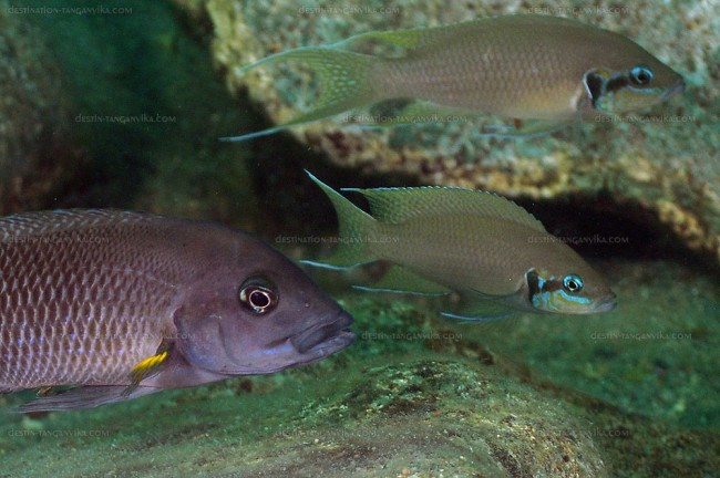 Neolamprologus modestus + N. brichardi