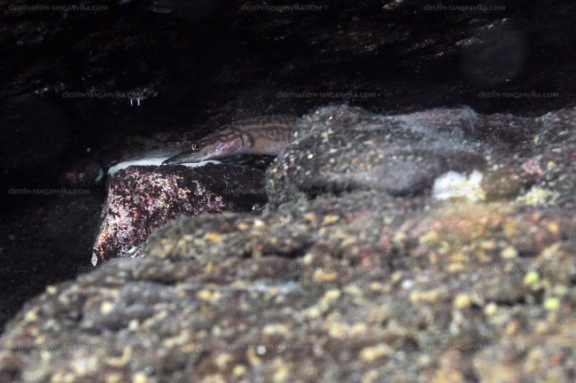 Mastacembelus platysoma