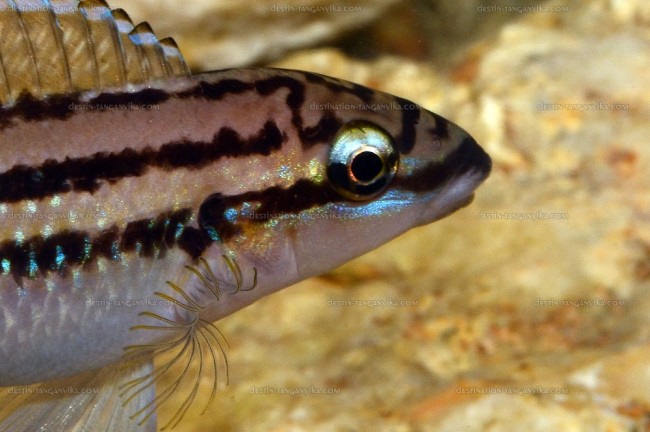 Julidochromis dickfeldi