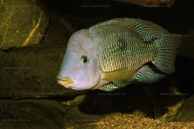 "Geophagus" brasiliensis
