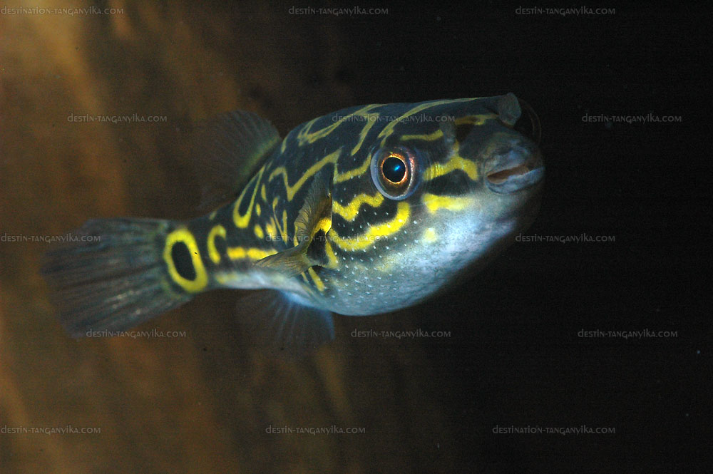 Tetraodon biocellatus