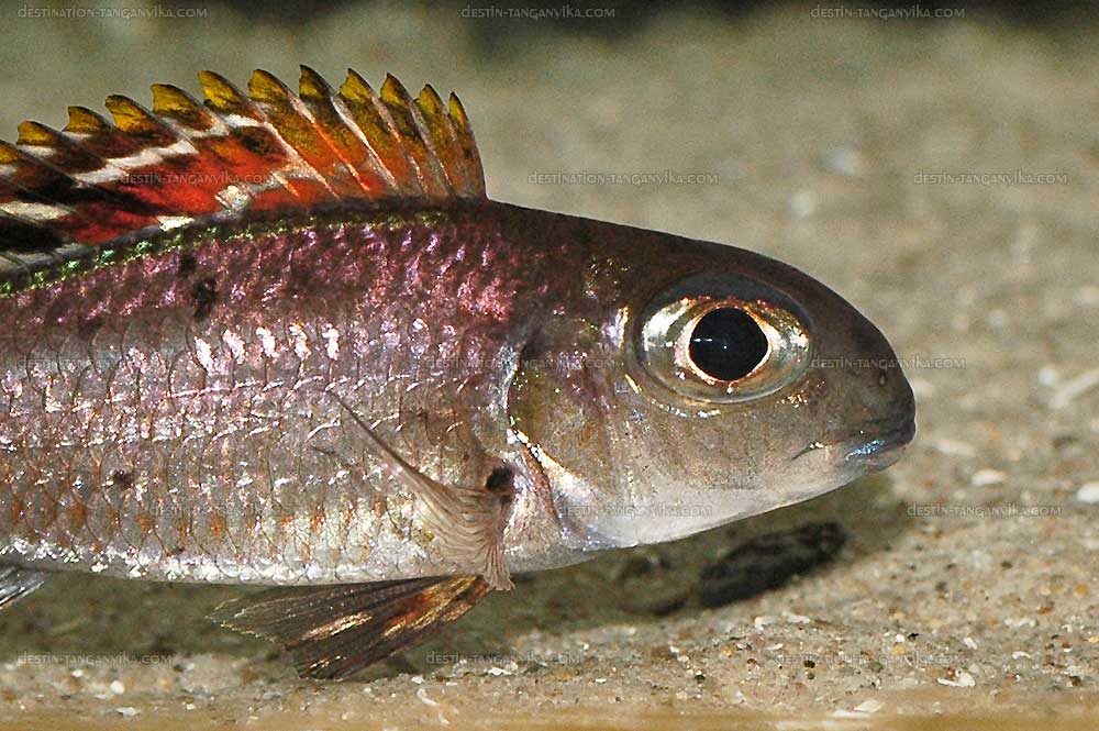 Xenotilapia nigrolabiata