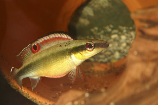 Crenicichla sp. Orinoco