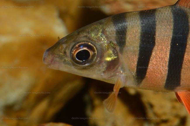 Distichodus sexfasciatus