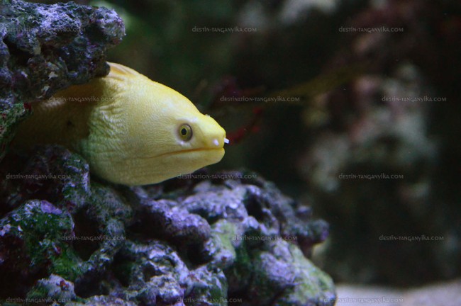 Gymnothorax miliaris