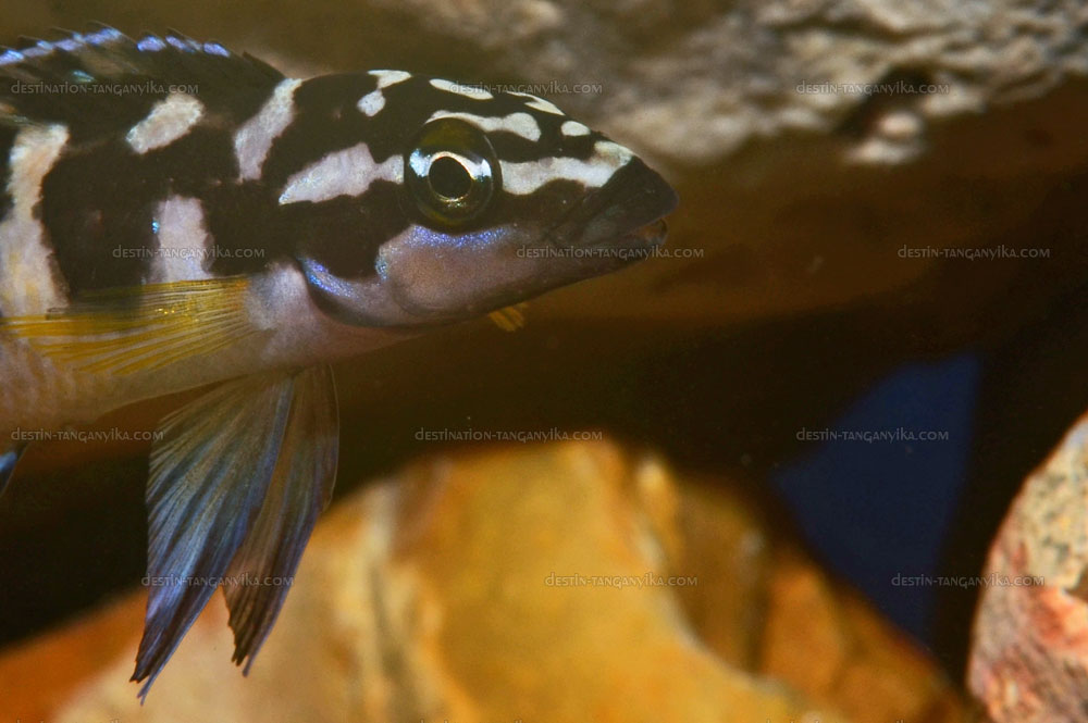 Julidochromis transcriptus