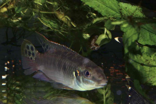 Pelvicachromis sp. Blue fine (1).jpg